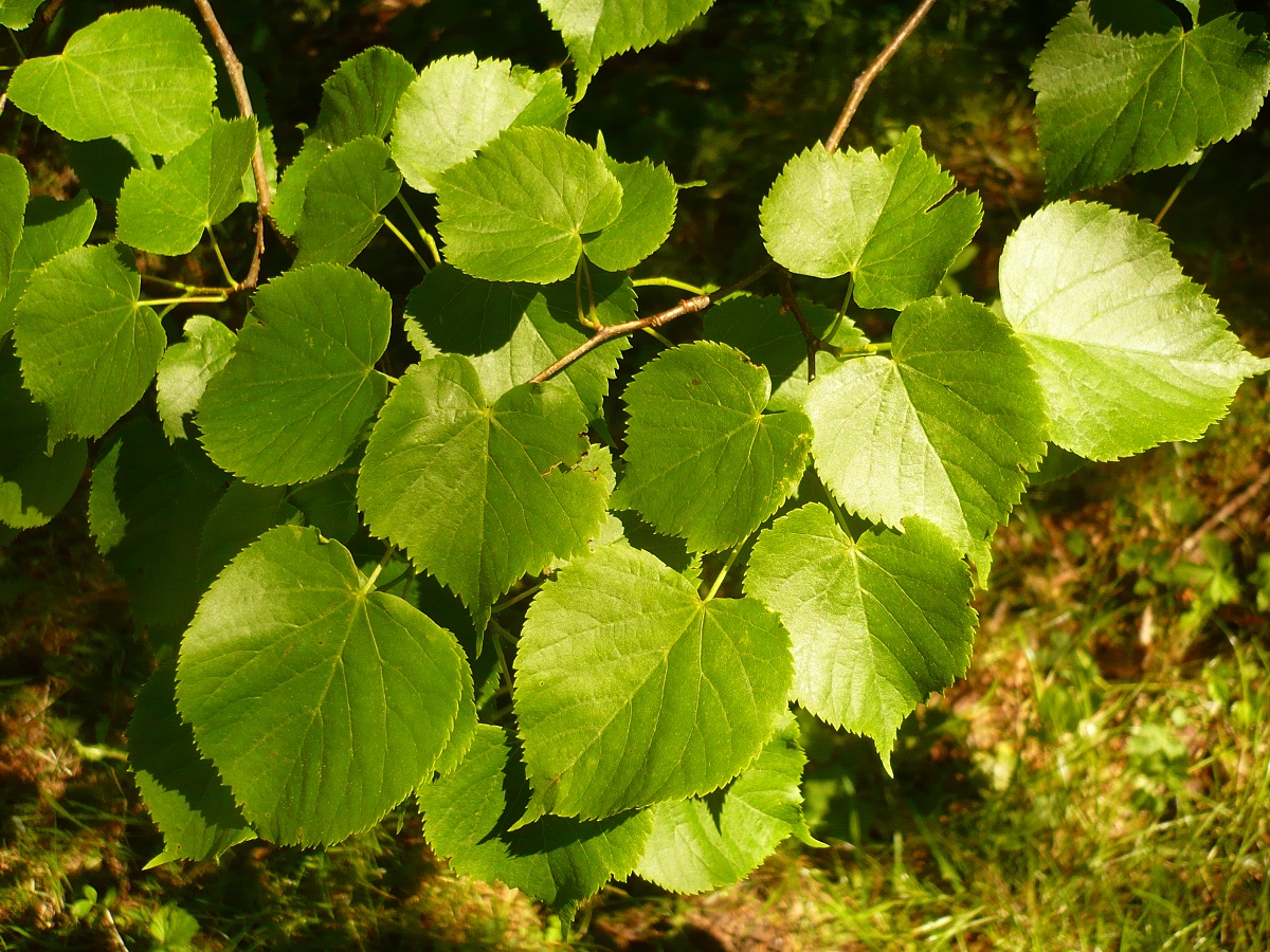 Tilia cordata (Malvaceae)